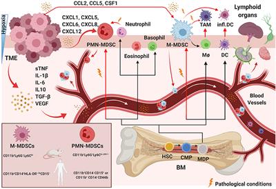 Natural Killer Cell Interactions With Myeloid Derived Suppressor Cells in the Tumor Microenvironment and Implications for Cancer Immunotherapy